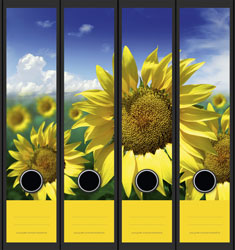 Grafixies - Sonnenblumen