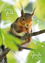 Postkarten - Eichhörnchen