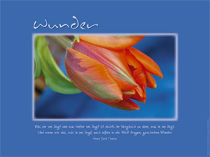 Wandbild - Wunder