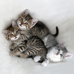 Fotokarte - Katzen