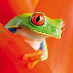 Fotokarte - Frosch