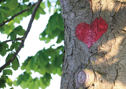 Fotokarte - Herz