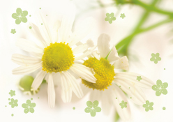 Fotokarte - Gänseblümchen