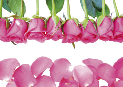 Fotokarte - Rosa Rosen