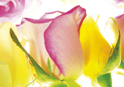 Fotokarte - Rosen