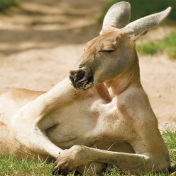 Fotokarte - Känguru