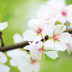 Fotokarte - Kirschblüte