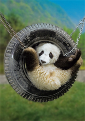 Postkarte - Panda