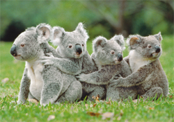 Postkarte - Koalas