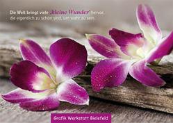 Poster - Orchideen